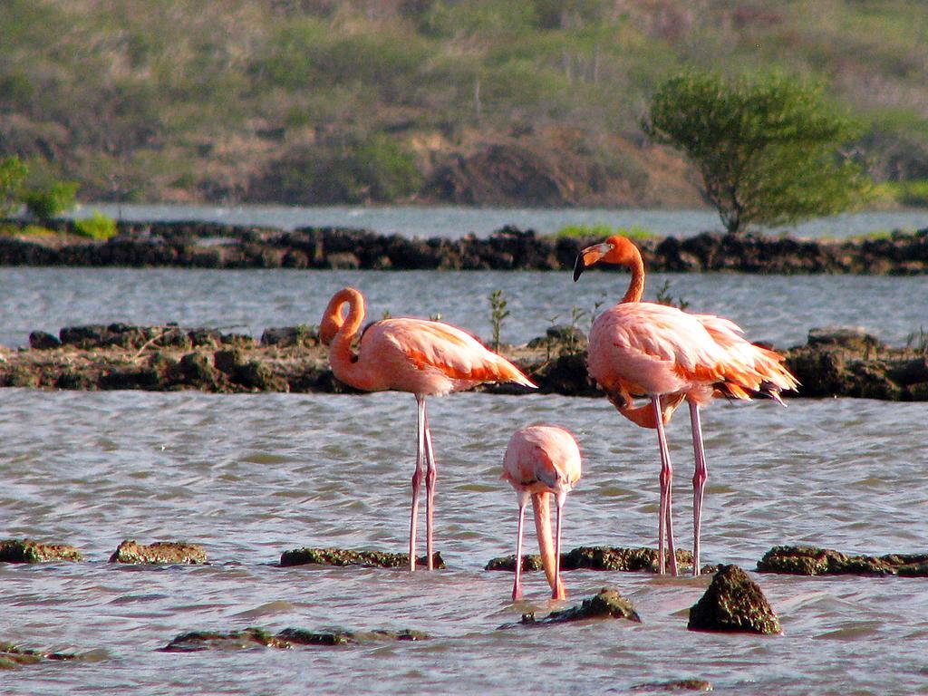 Dream Of The Green Flamingo Willibrordus المظهر الخارجي الصورة