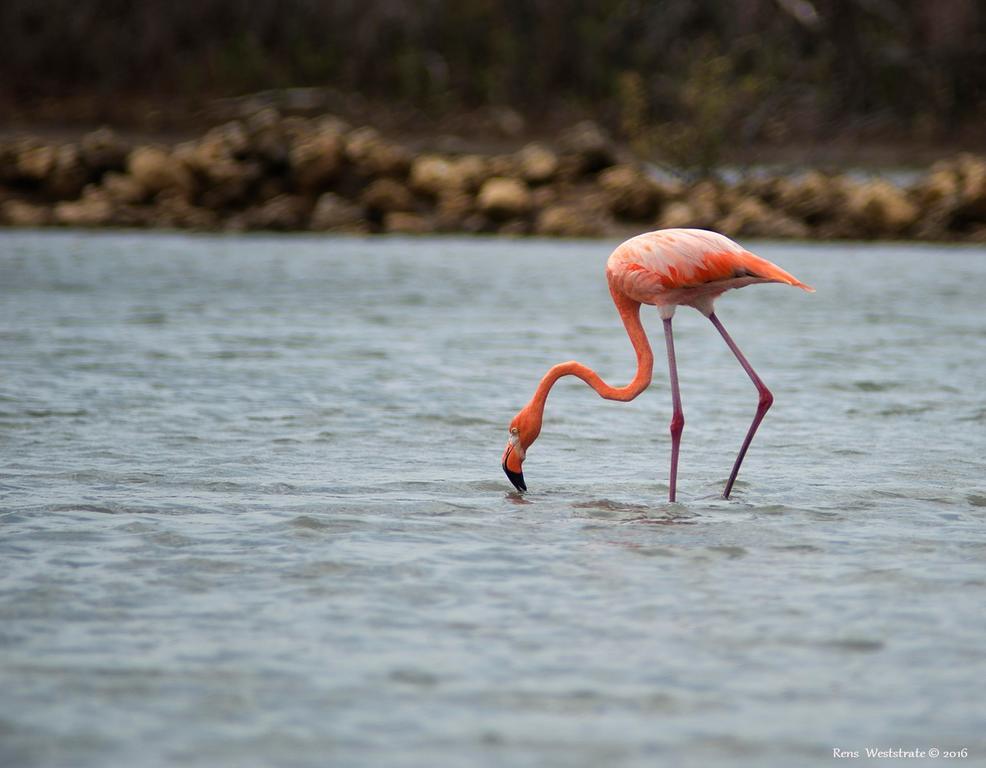 Dream Of The Green Flamingo Willibrordus المظهر الخارجي الصورة